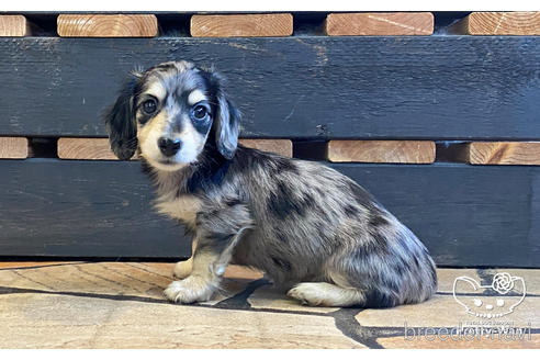 成約済の愛知県のミニチュアダックスフンド(ロングヘアード)-186808の5枚目